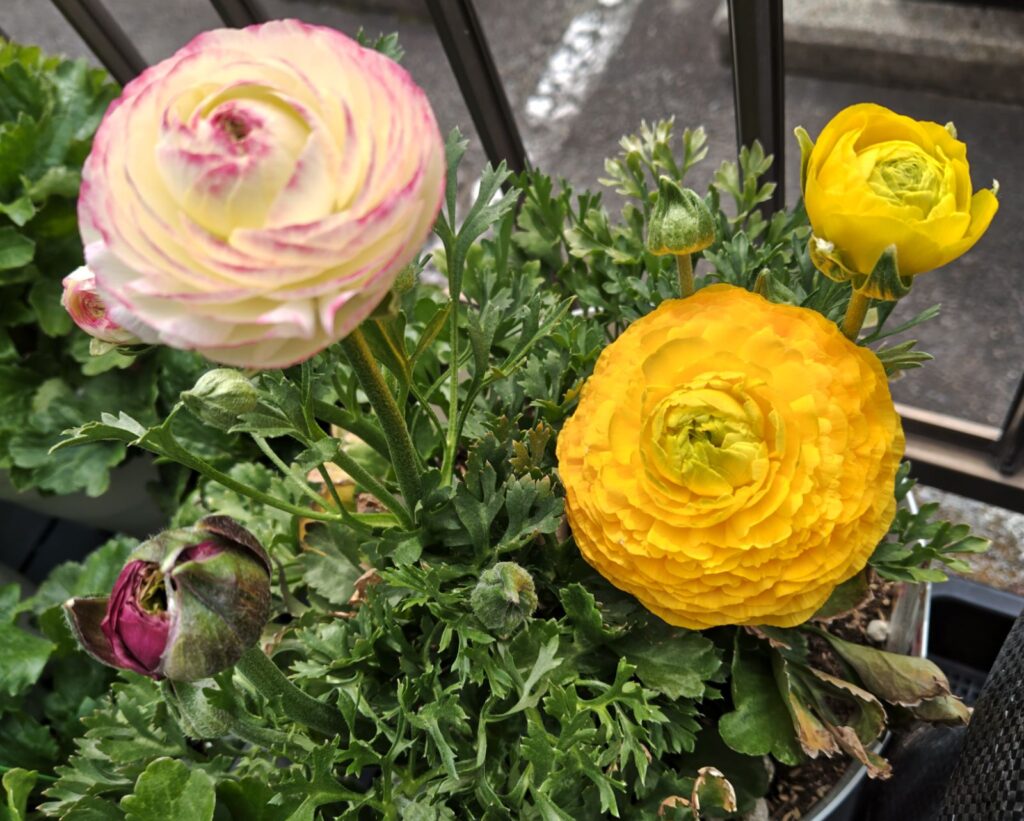 3/22ラナンキュラスの花