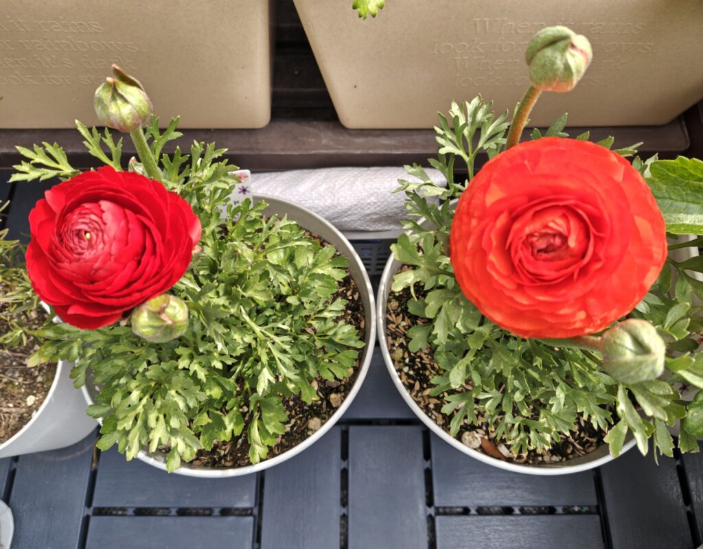 3/22ラナンキュラスの花