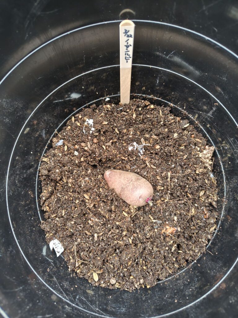 3/22に植えたじゃがいもノーザンルビー