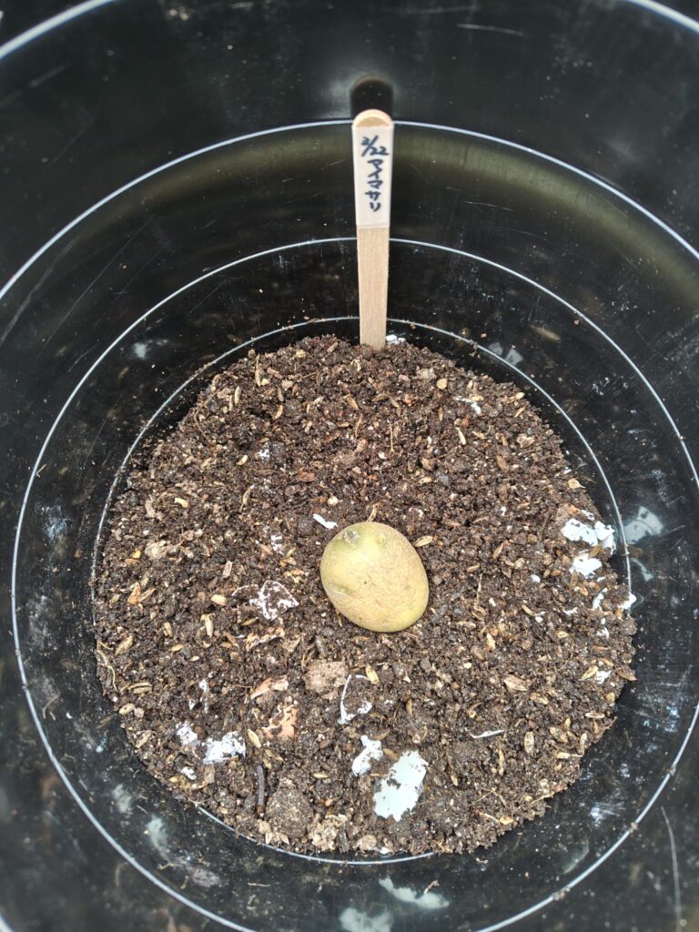 3/22に植えたじゃがいもアイマサリ