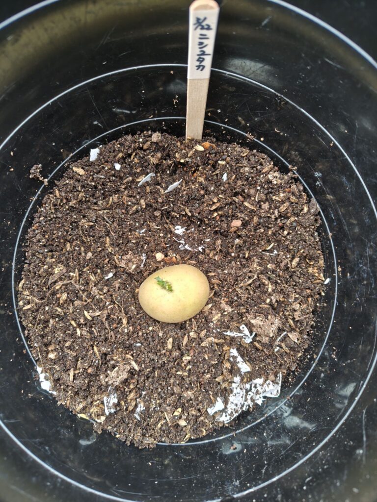 3/22に植えたじゃがいもニシユタカ