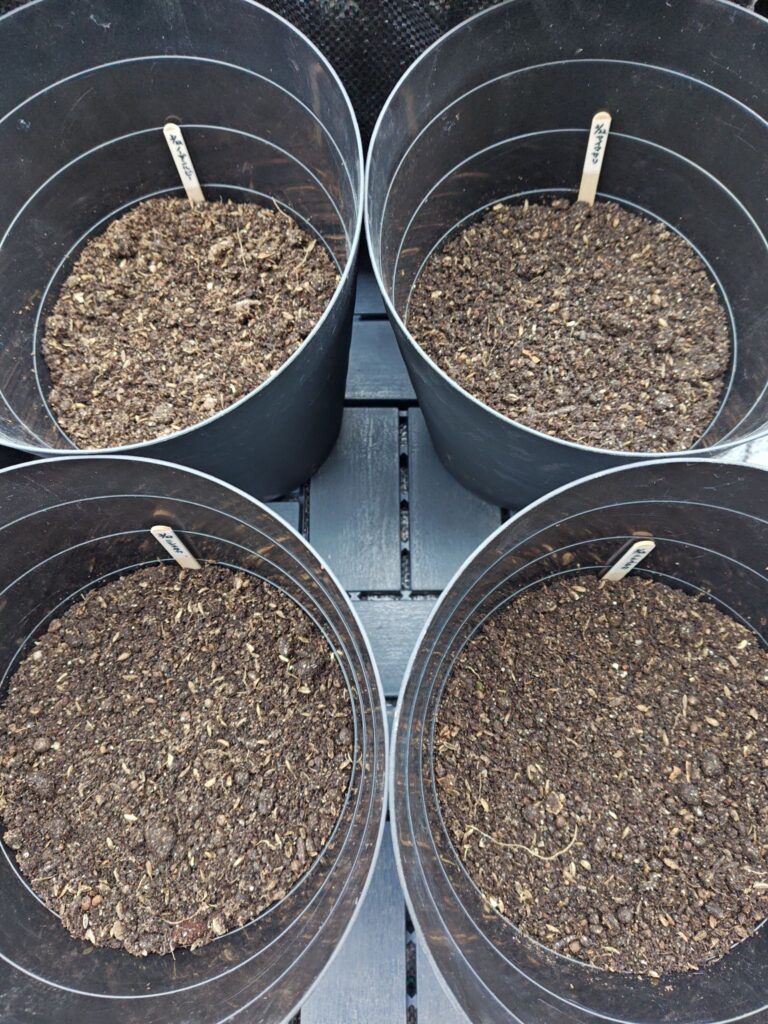 3/22に植えたじゃがいも