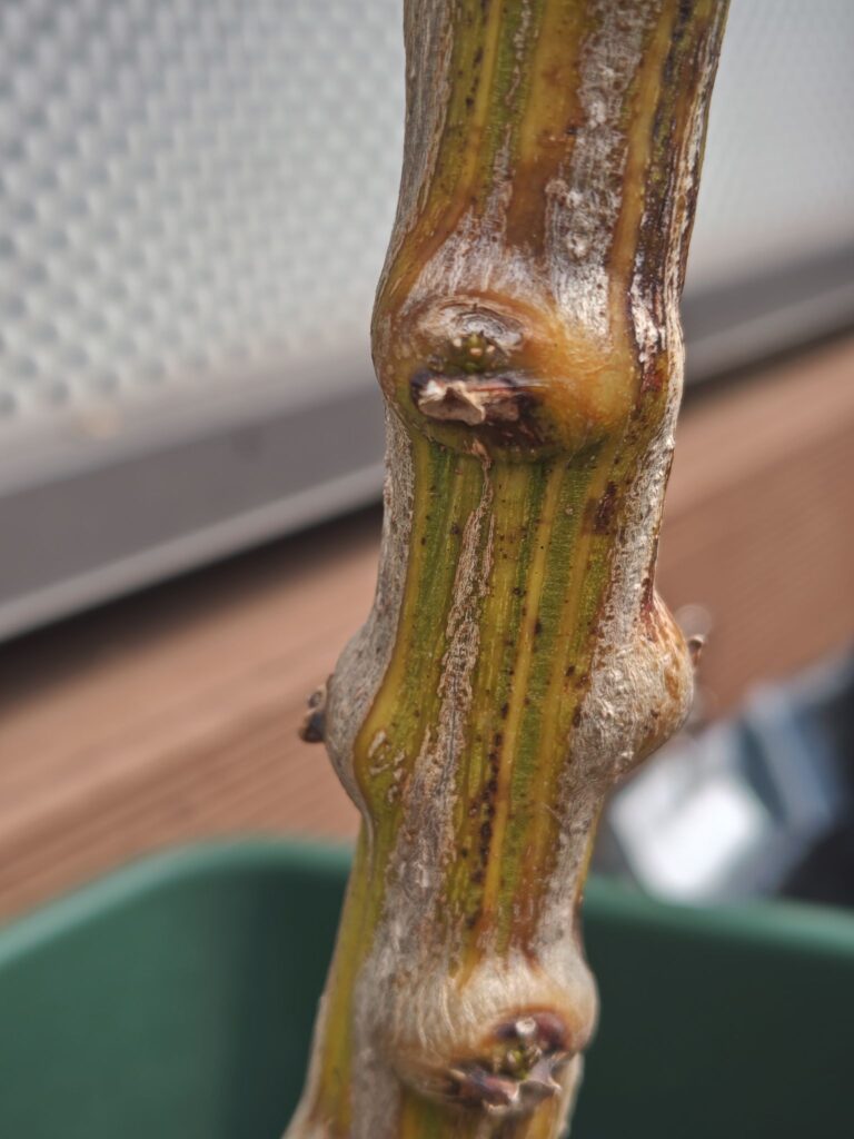 3/22冬越しピーマンの芽吹き