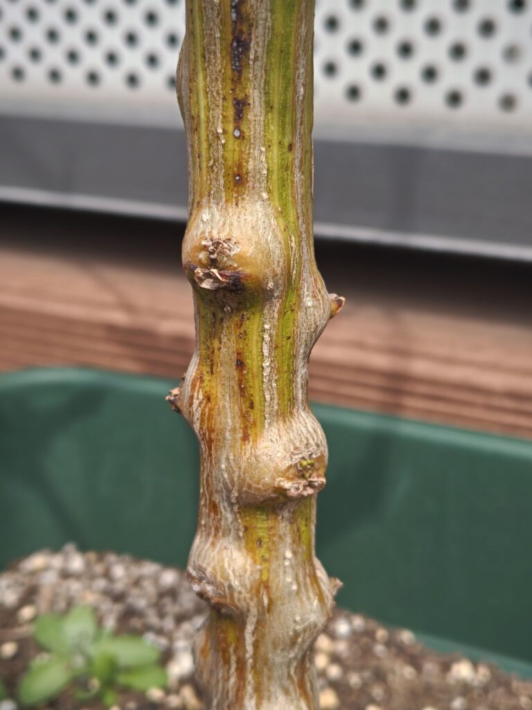 3/22冬越しピーマンの芽吹き