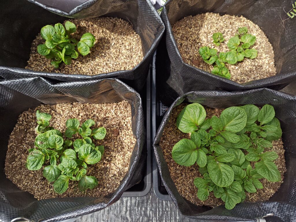 3/22霜注意報後のデストロイヤーの葉の様子