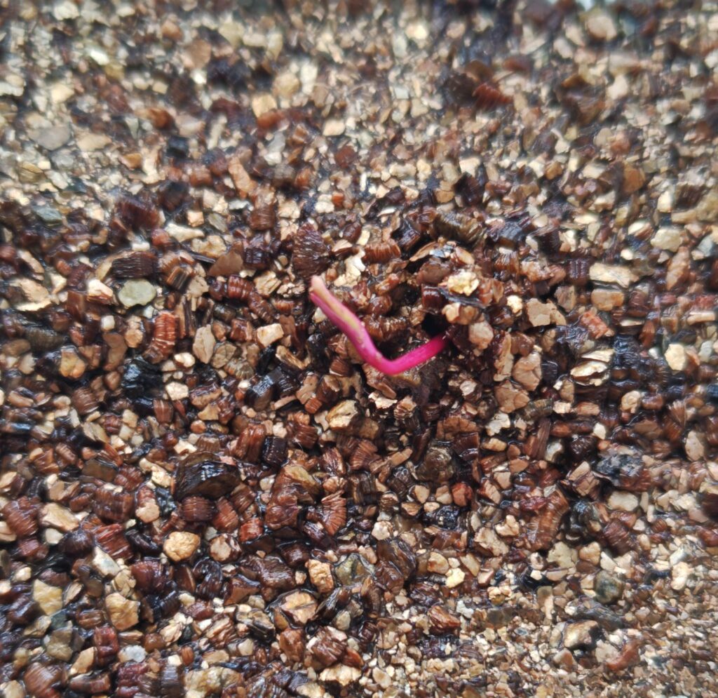 3/23発芽したサラダビーツ