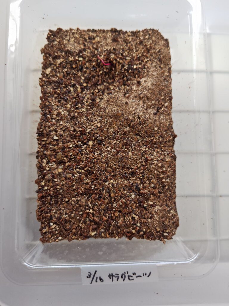 3/23発芽したサラダビーツ