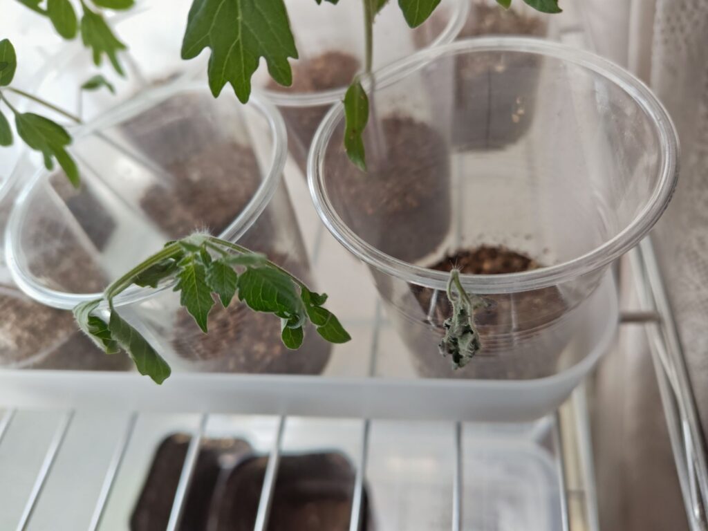 3/23枯れたオレンジポップ