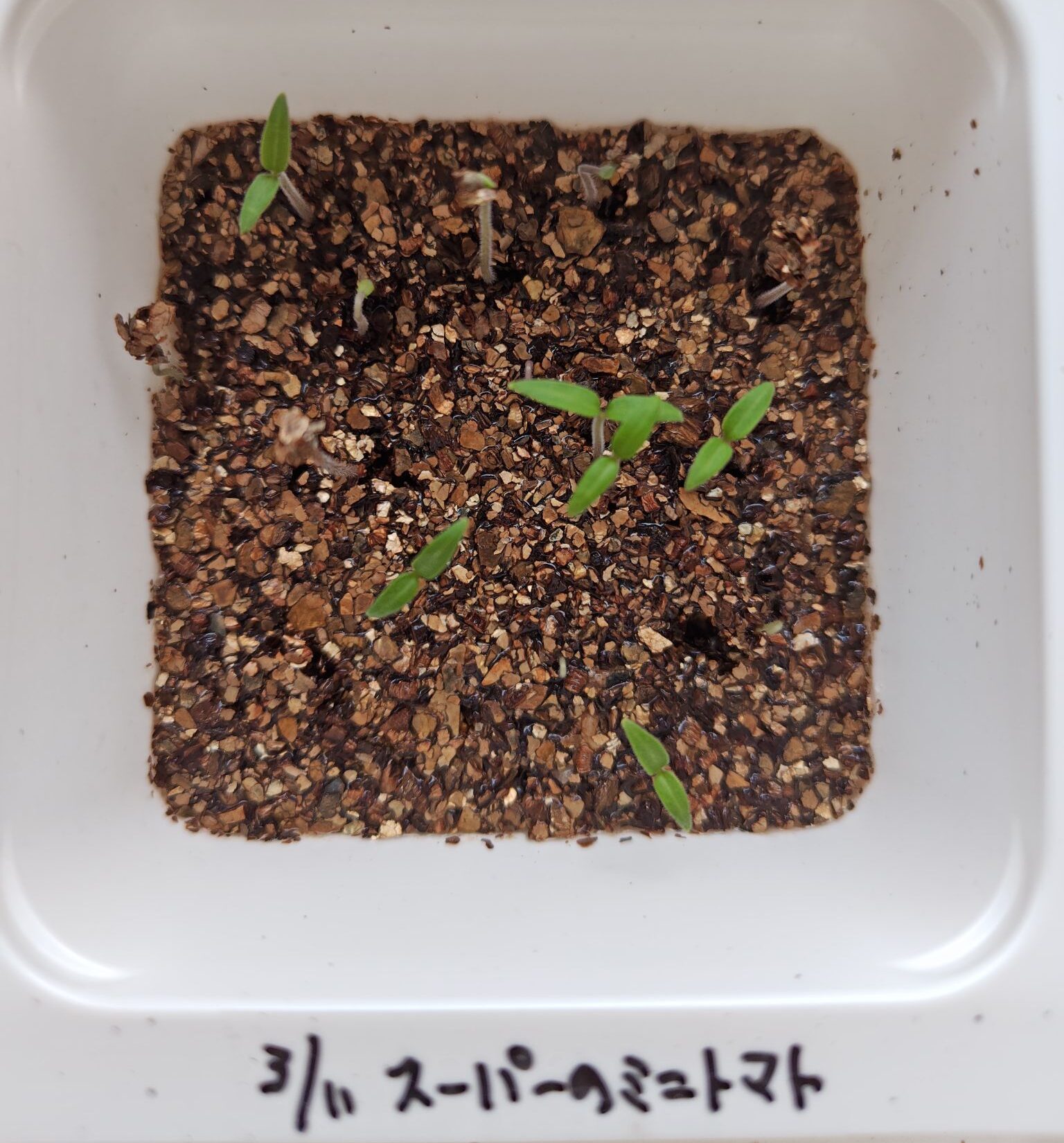 3/23スーパーのトマトの種から出た双葉