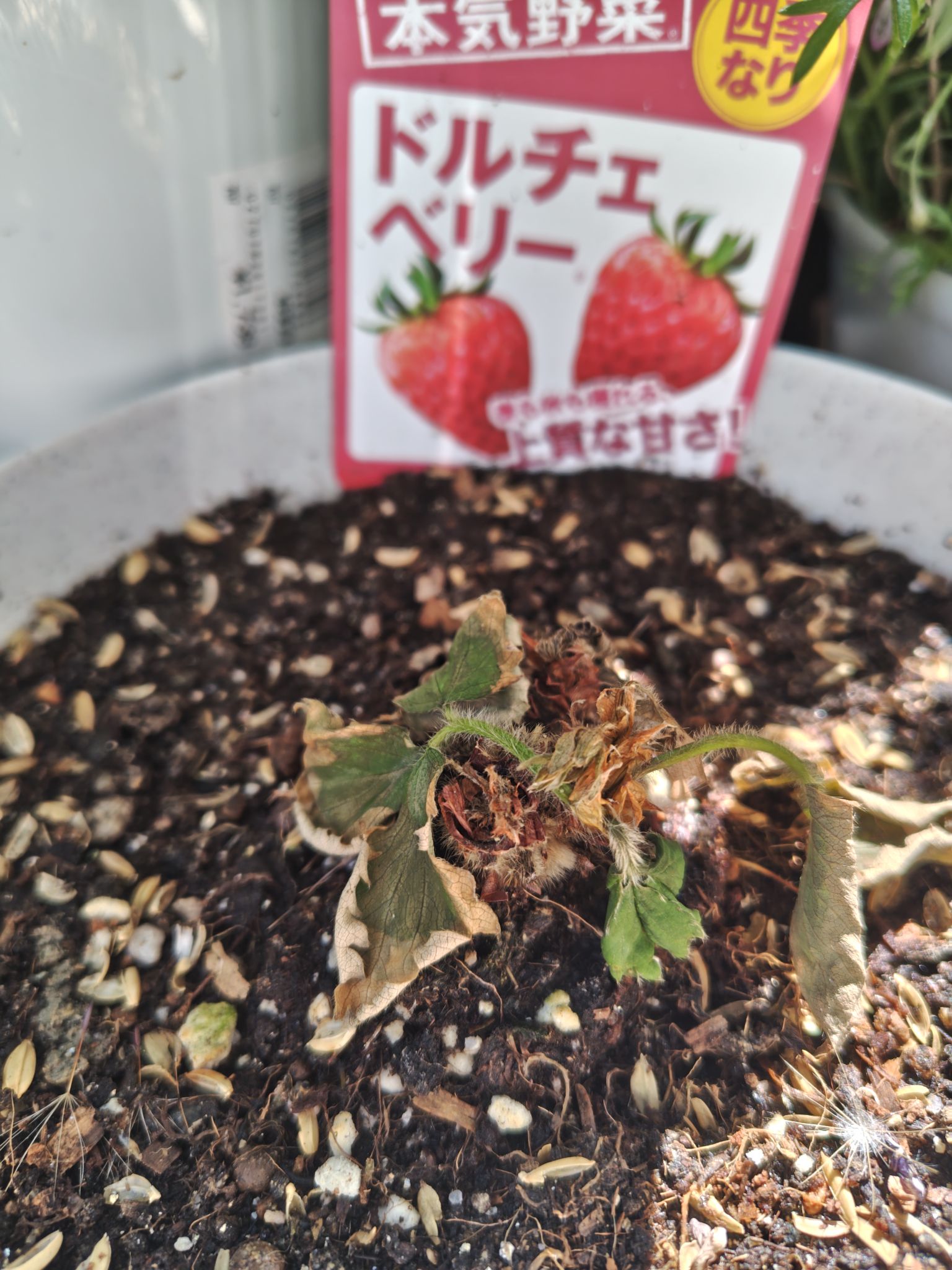 25/05/08枯れたドルチェベリー