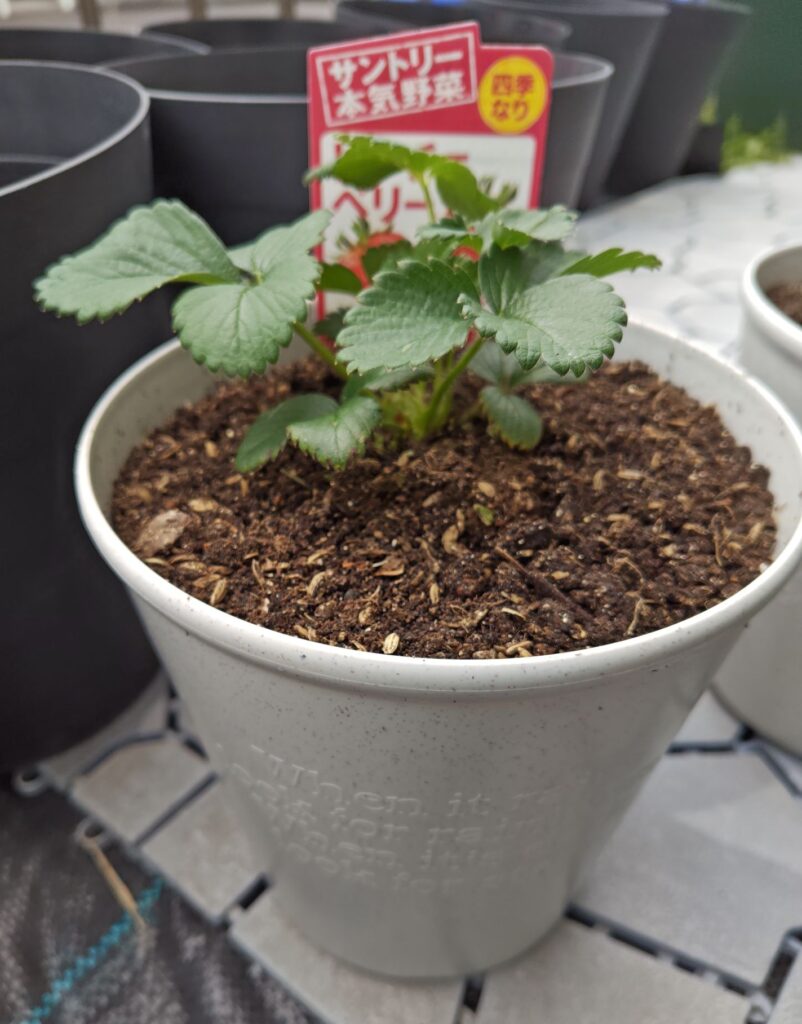 3/22ドルチェベリー