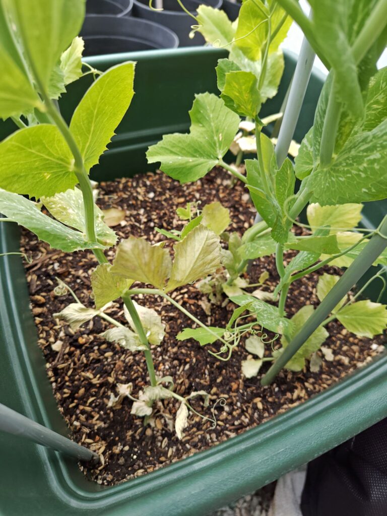 3/22スナップえんどうの枯れた下葉