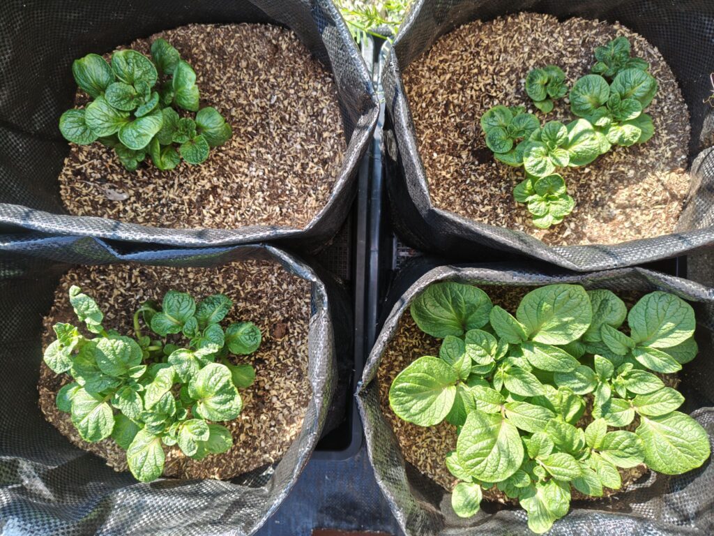 3/23デストロイヤー