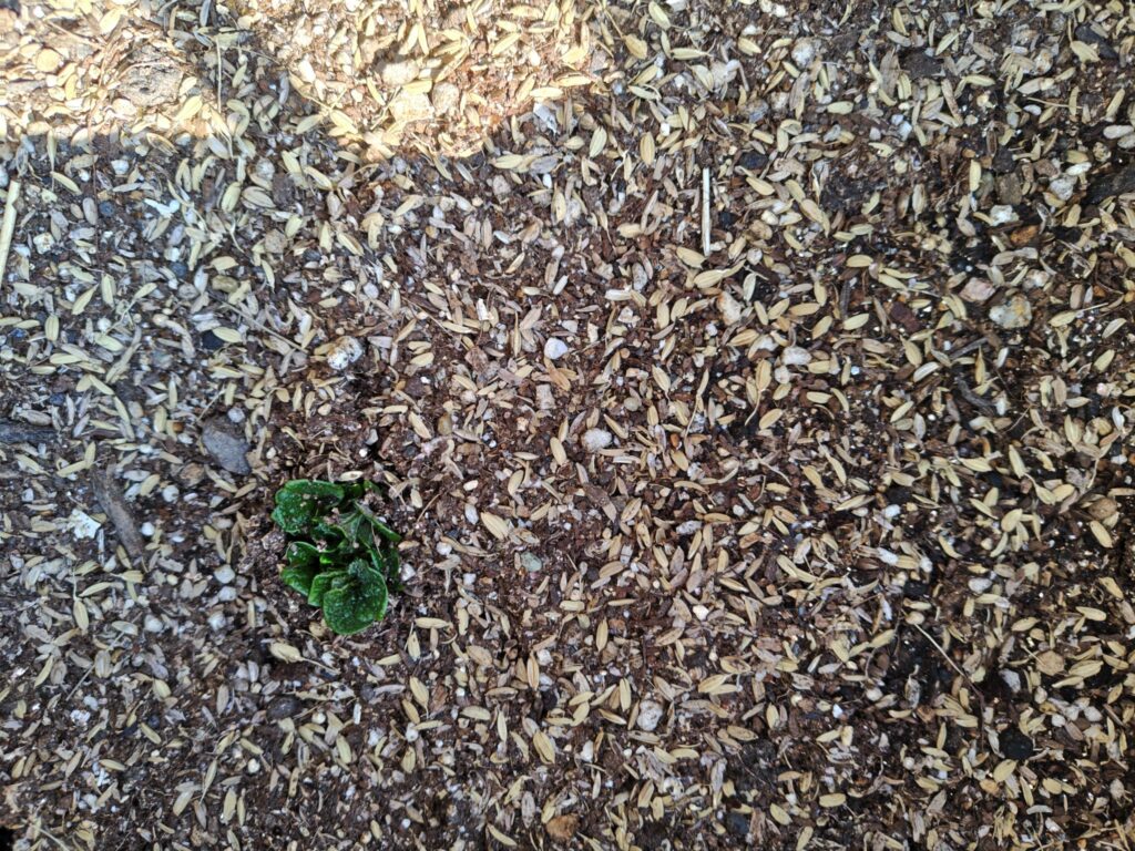 3/23レッドムーン