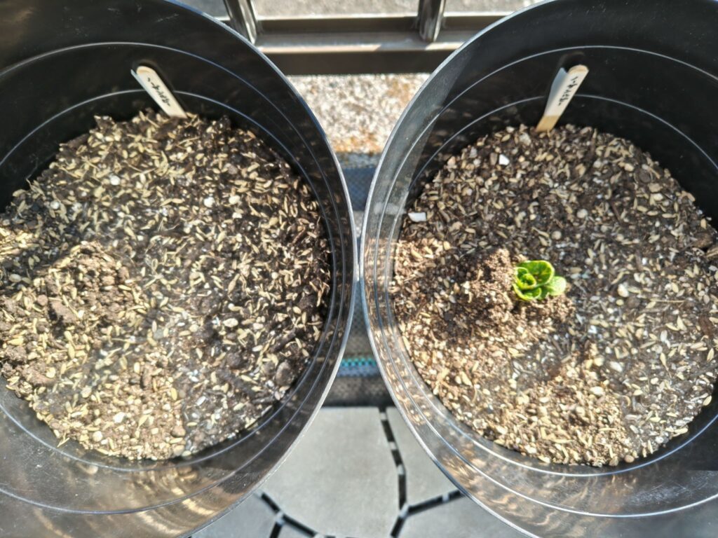 3/23ノーザンルビー