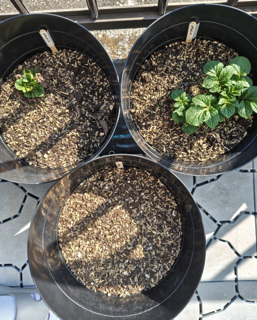 3/23レッドムーン