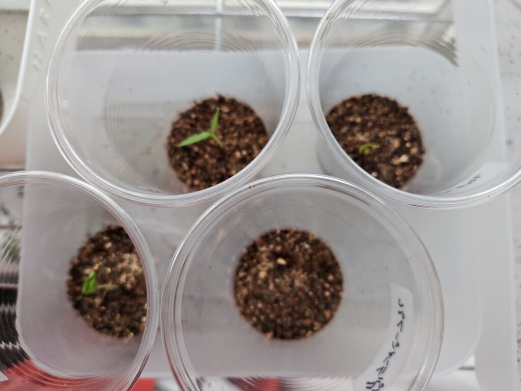 3/25グランパープルナス