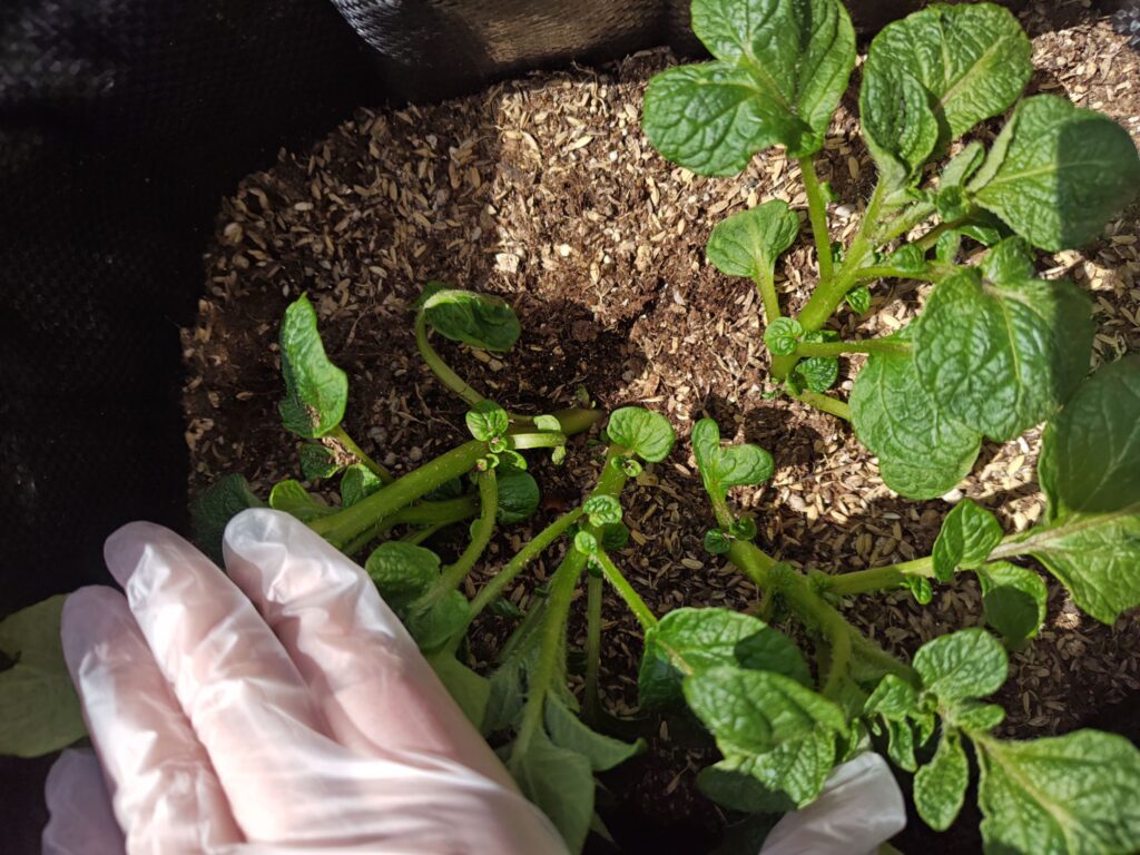 3/24土嚢袋に植えたデストロイヤー（芽かき前）B