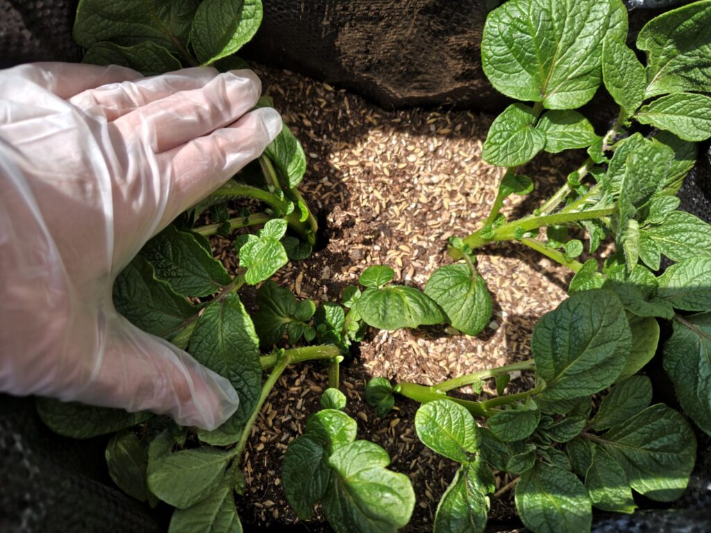 3/24土嚢袋に植えたデストロイヤー（芽かき前）A