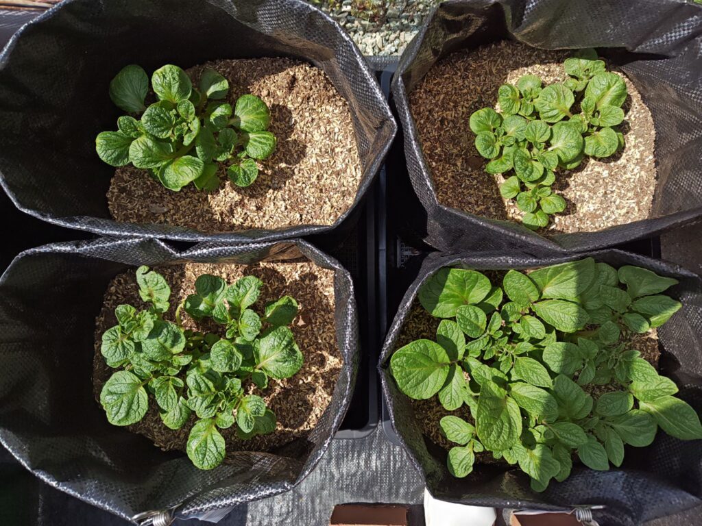 3/24土嚢袋に植えたデストロイヤー