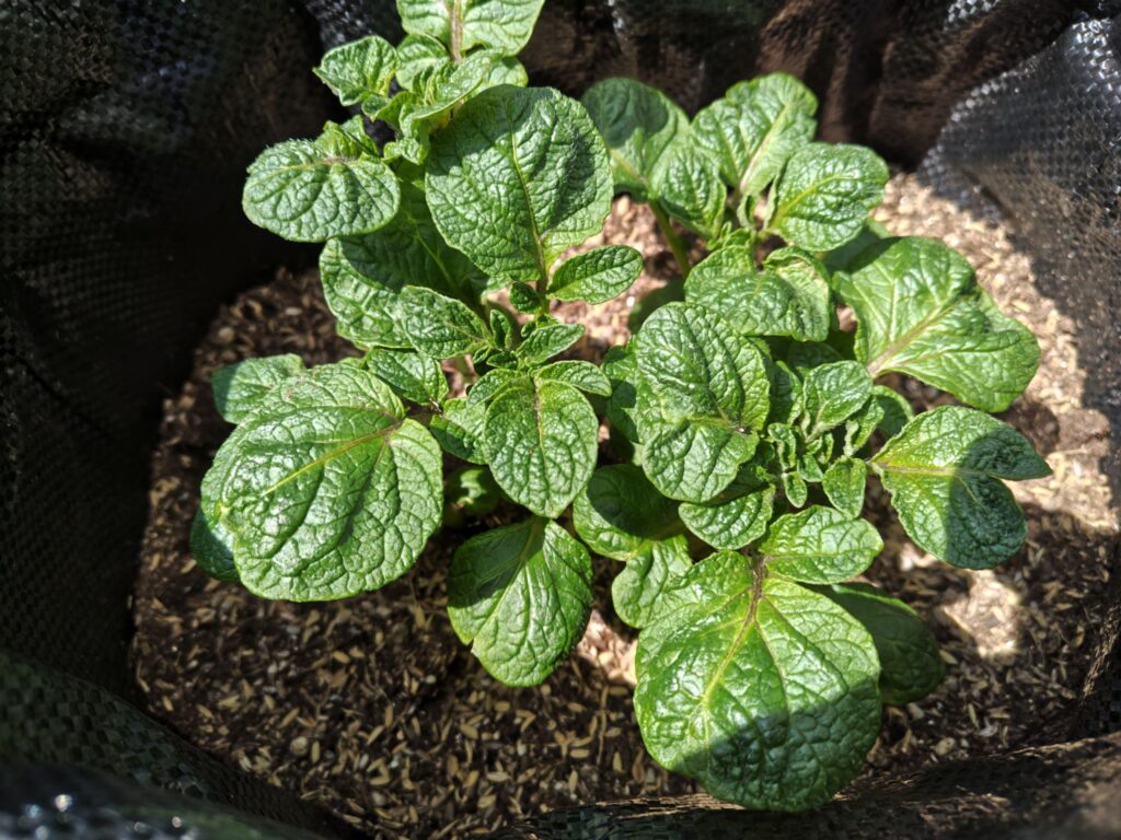 3/24土嚢袋に植えたデストロイヤー（芽かき前）B