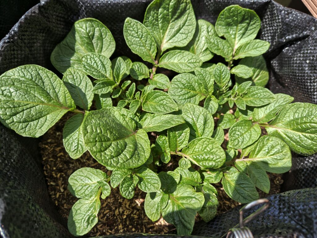 3/24土嚢袋に植えたデストロイヤー（芽かき前）A