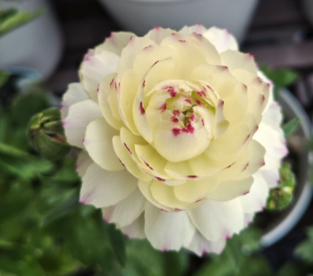 3/25　ラックス　ペネロペの花