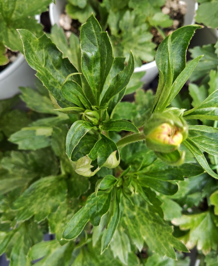 3/25　ラックス　ニノスの蕾