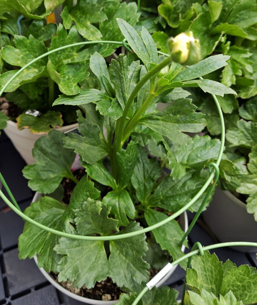 3/25　ラックス　ヘラの蕾