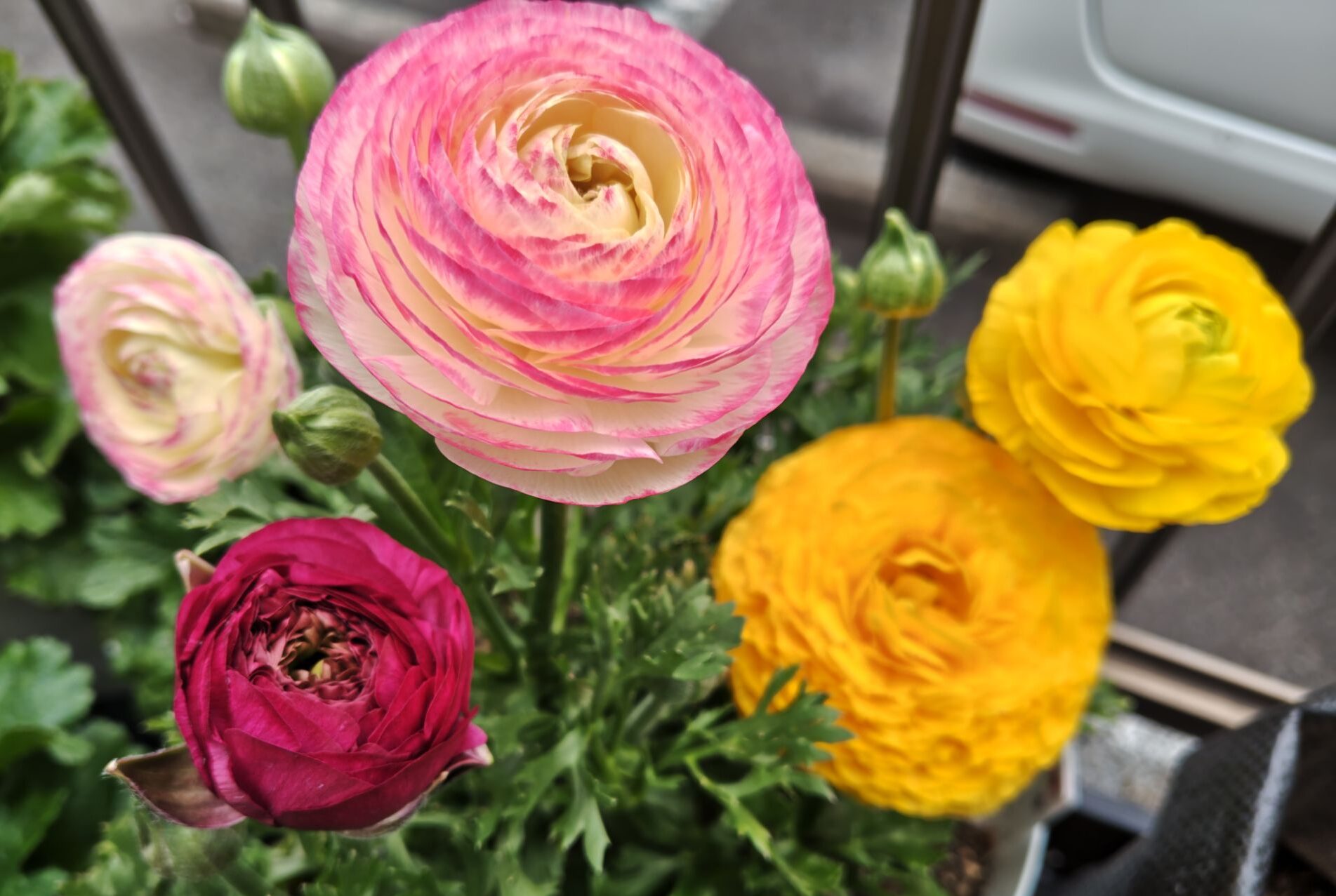 3/25　３色のラナンキュラス