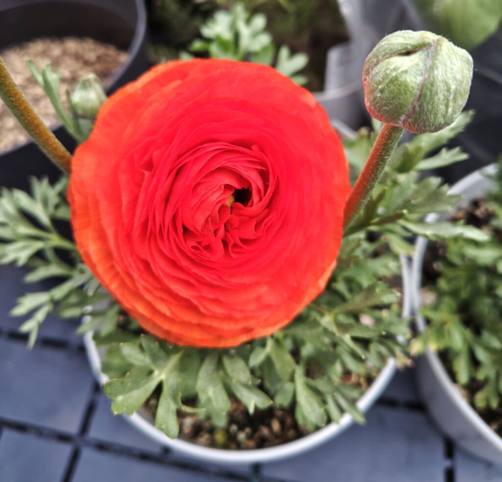 3/25オレンジのラナンキュラス