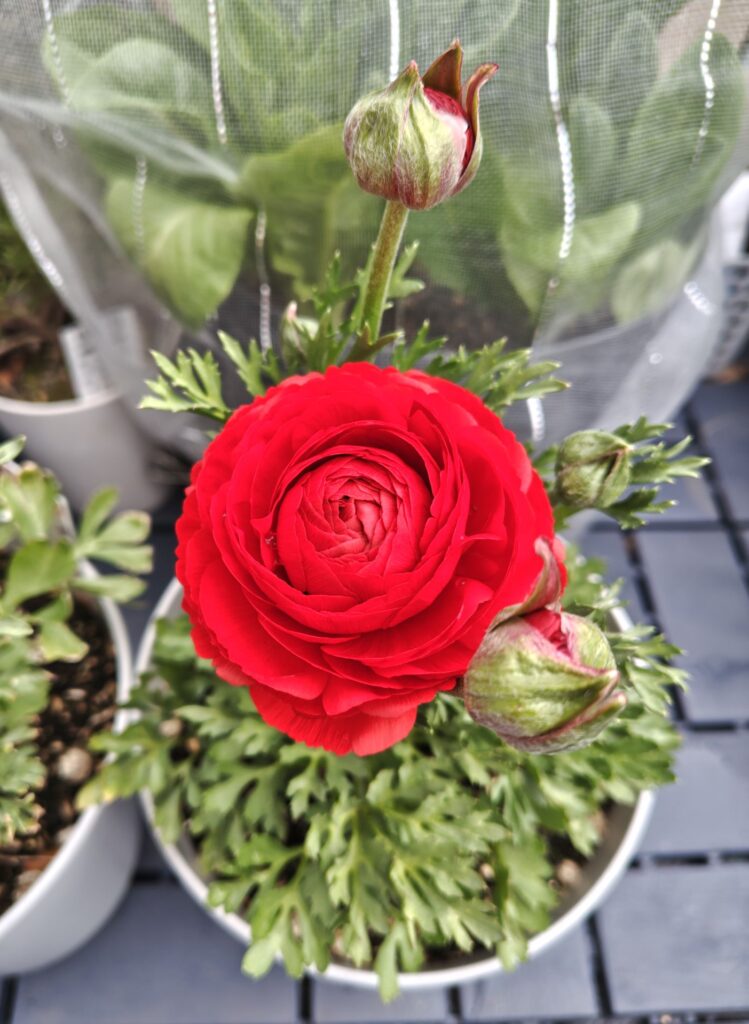 3/25赤いラナンキュラス