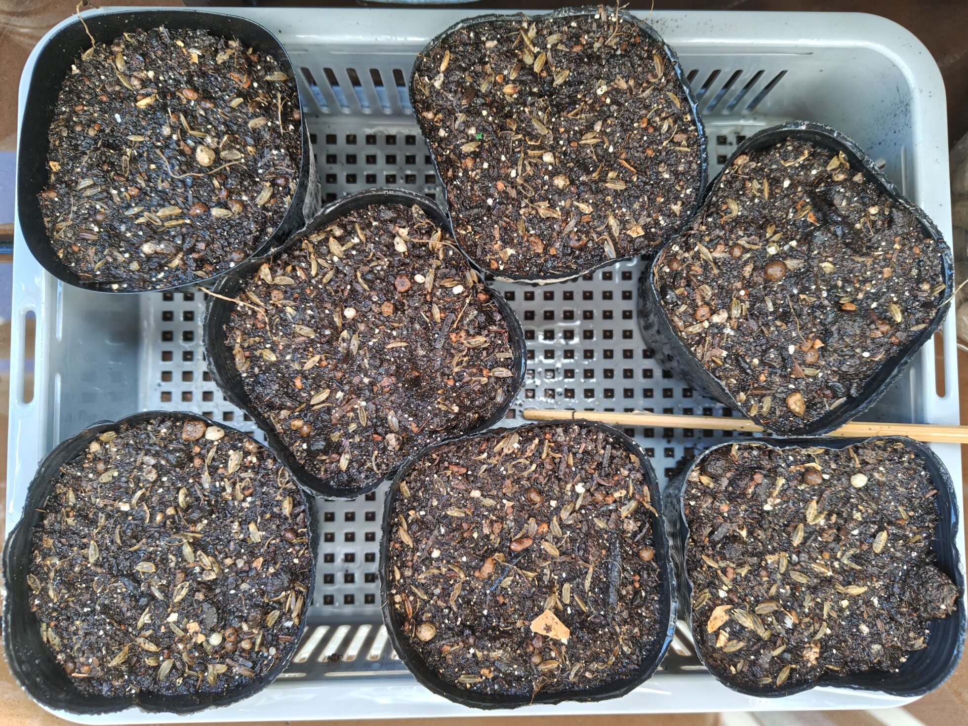 3/26つるなしいんげんの種を蒔いたポット