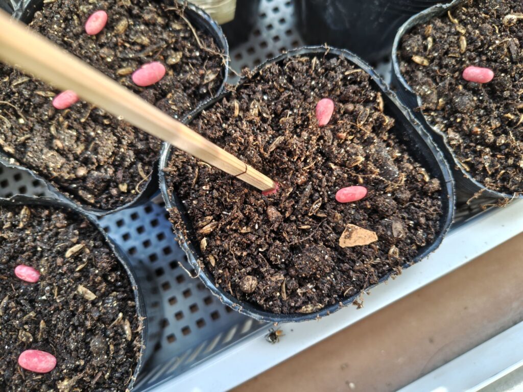 3/26つるなしいんげんの種の蒔き方