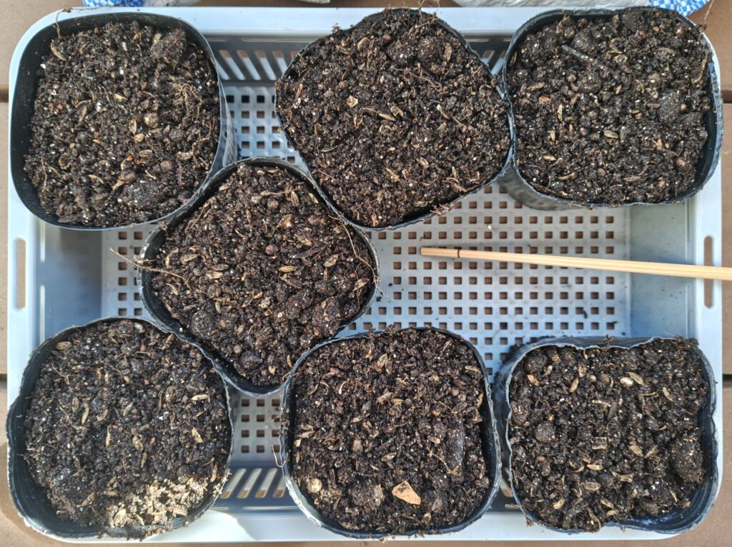 3/26つるなしいんげんの種を蒔くために用意したポット