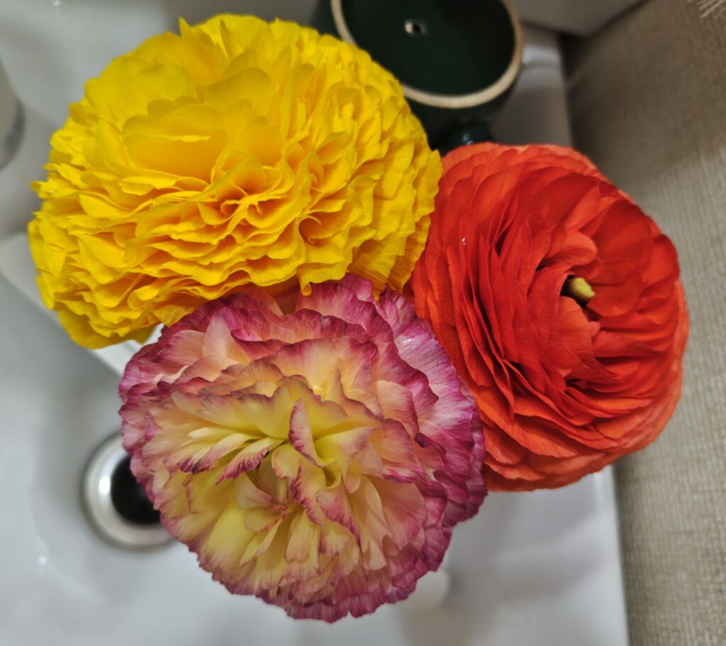 3/26　洗面所に飾ってあるラナンキュラス