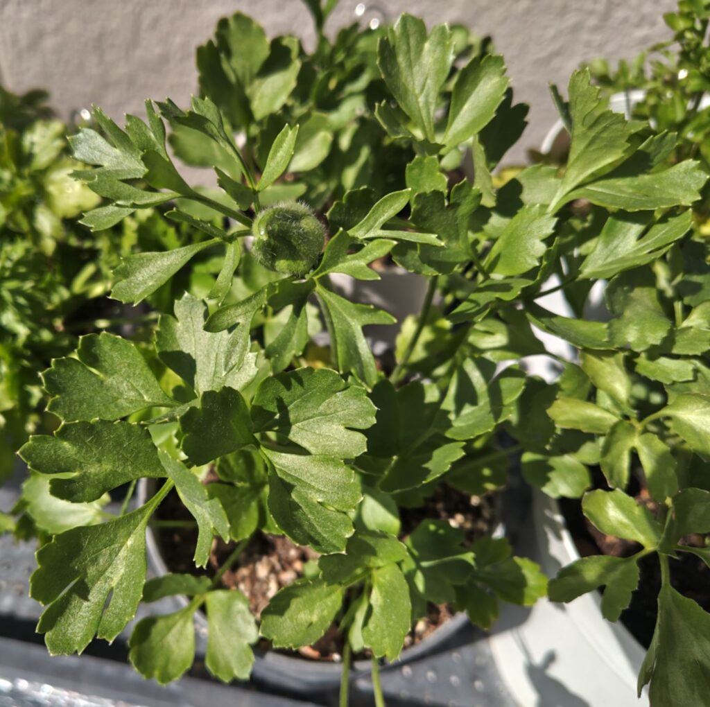 3/26　掘り上げ球根から育てているラナンキュラスの蕾