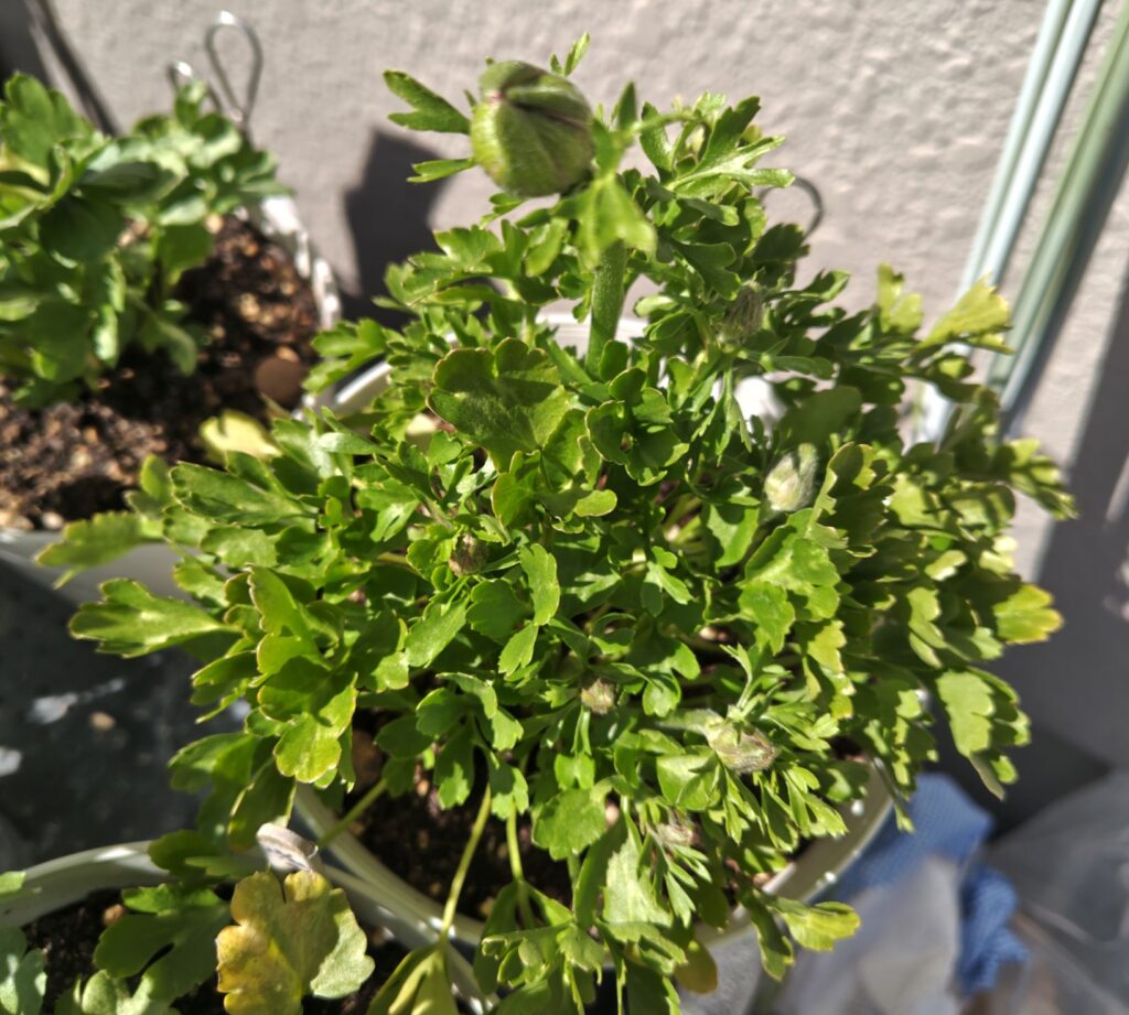 3/26　掘り上げ球根から育てているラナンキュラスの蕾