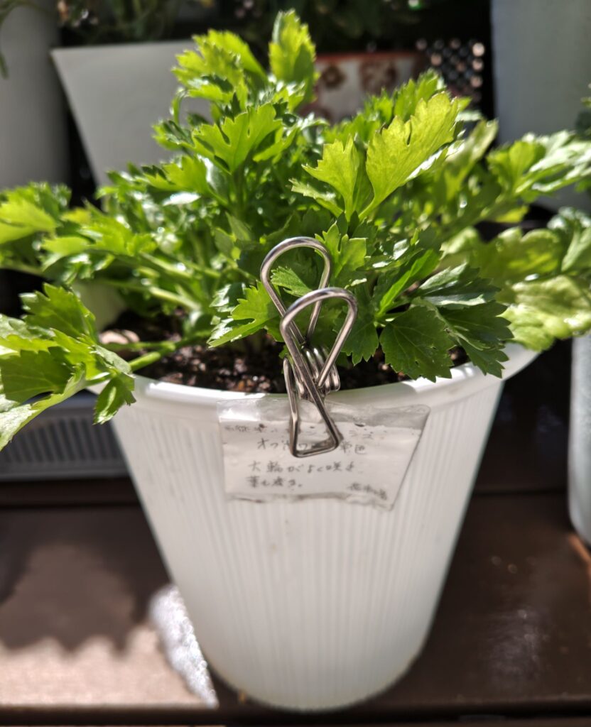 3/27水切れしていたラナンキュラスを植え替えた鉢植え