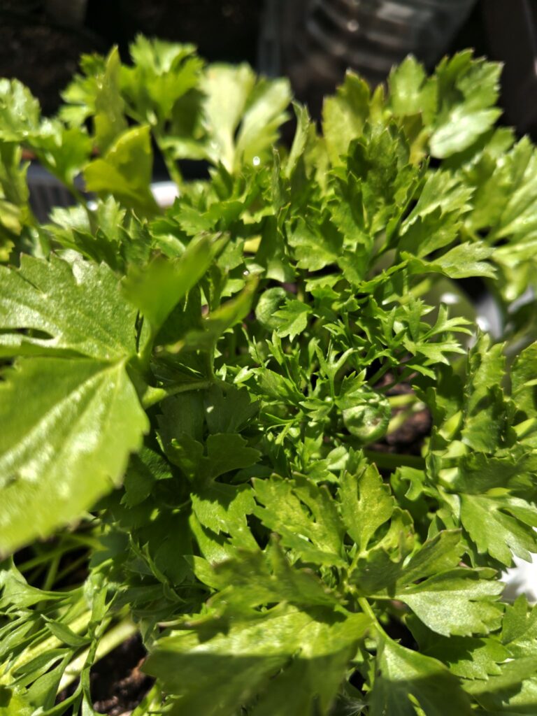 3/27水切れしていたラナンキュラスの蕾