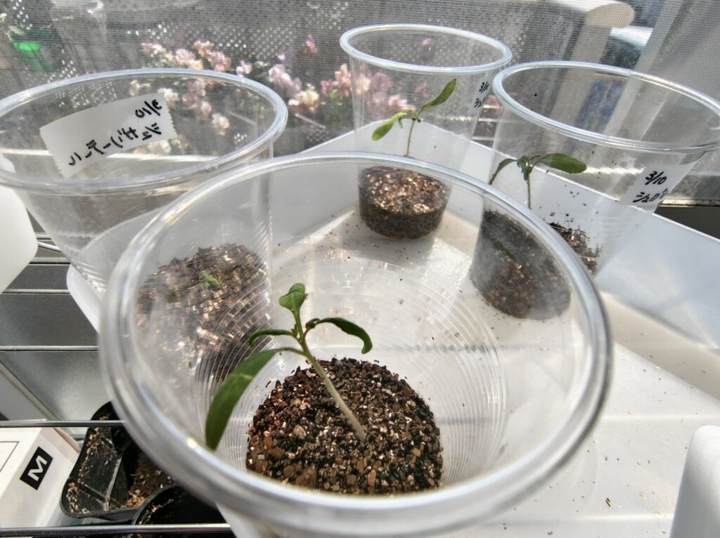 3/27シュガリーテールの苗