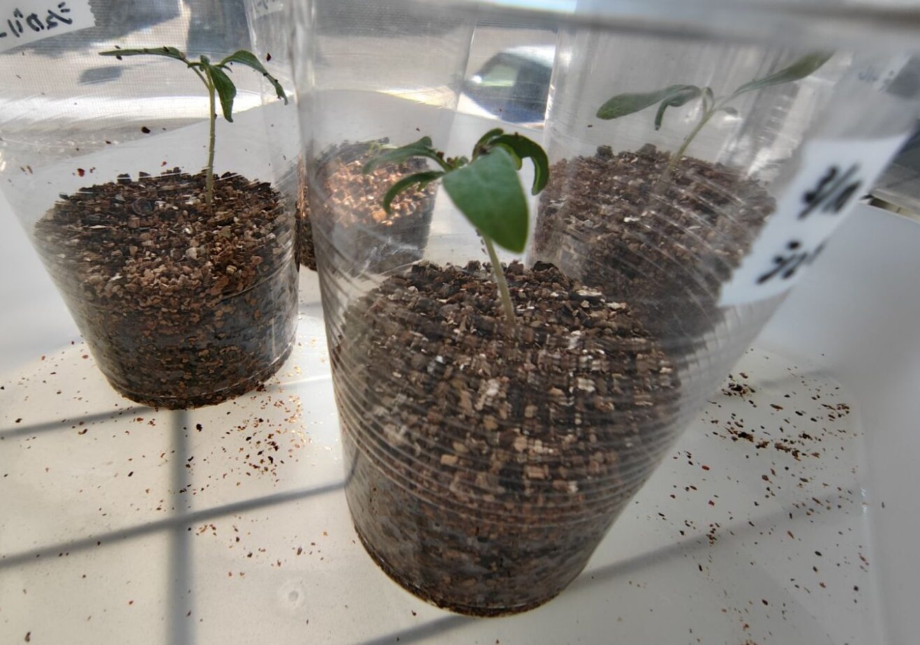 3/27シュガリーテールの苗