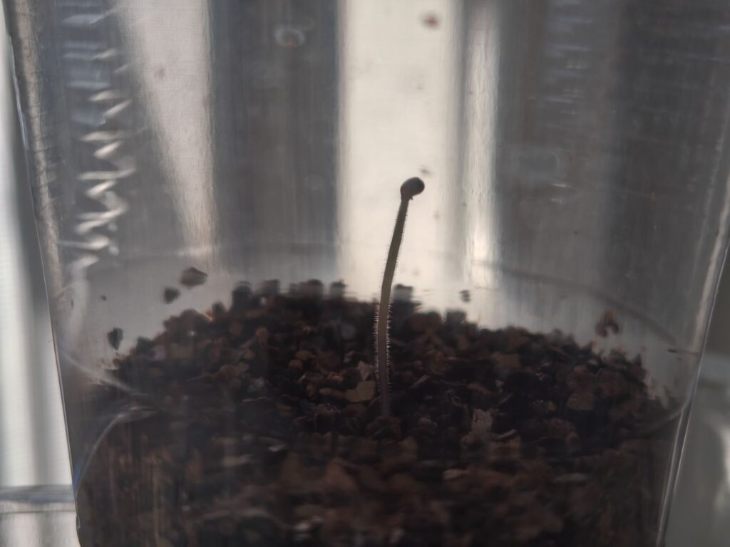 3/24種の殻を被ったシュガリーテールの芽