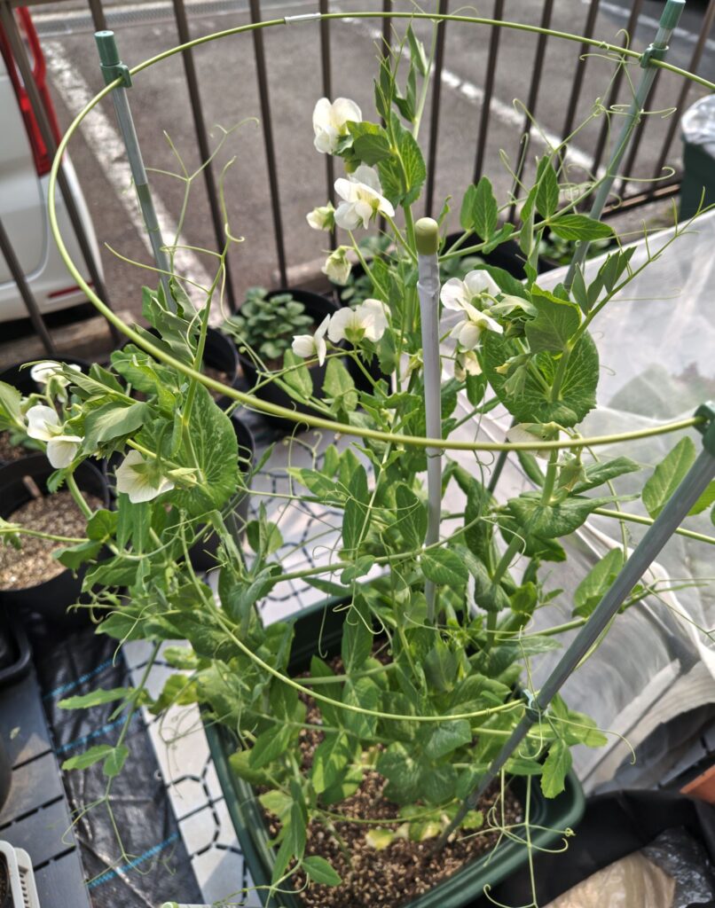 3/29スナップえんどうの花