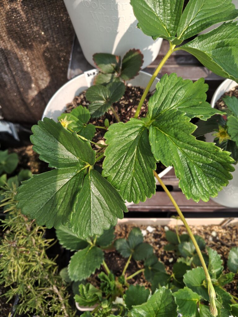 3/29ランナーが出た白雪