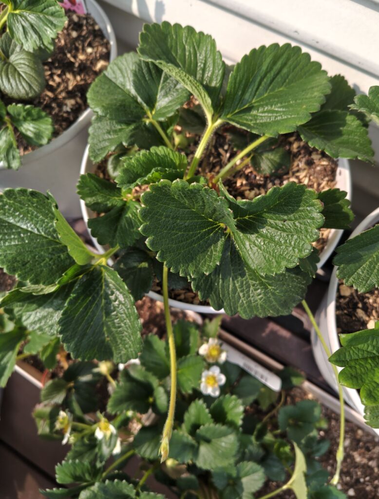 3/29ランナーが出た白雪