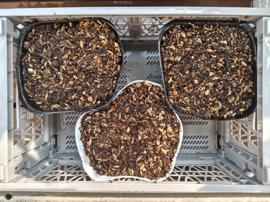 3/28ミニかぼちゃの種を蒔いたポット