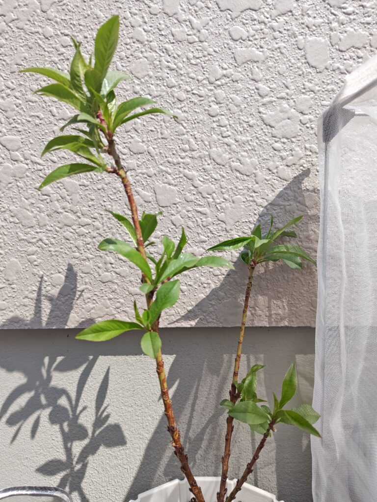 3/28みきドワーフ