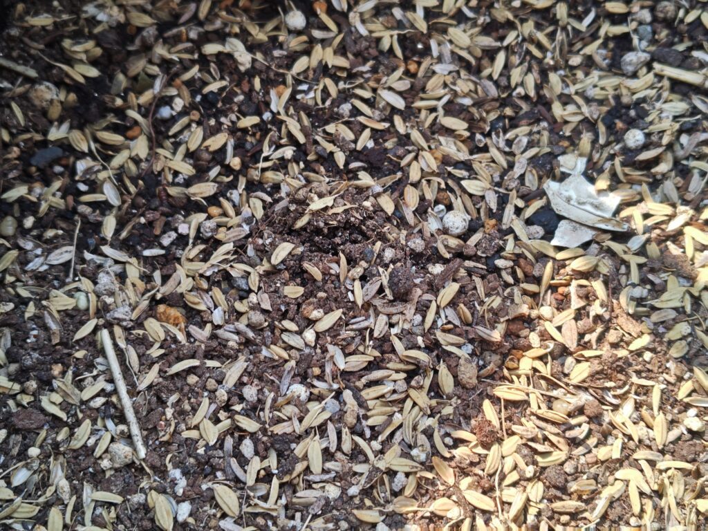 3/28ニシユタカの土の亀裂