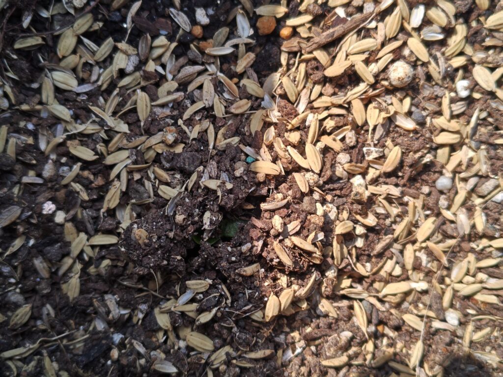 3/28ニシユタカの芽